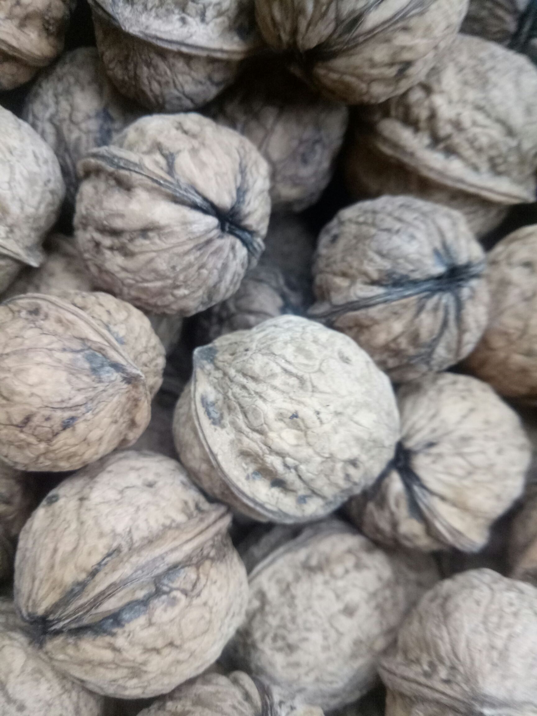  大树老品种核桃