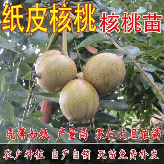 平邑县纸皮核桃苗 基地直销现挖现发包成活包品种产量高保湿发货