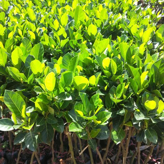 灵山县 12号菠萝蜜苗