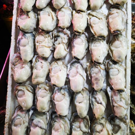 龙口市青岛牡蛎  鲜活特肥生蚝