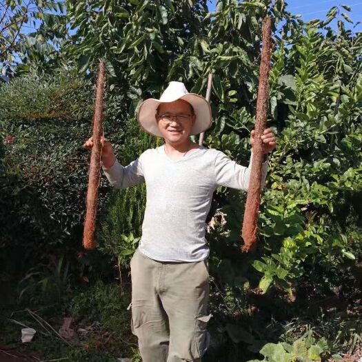 曲靖 山药紫玉淮山药可以生吃的山药云南特产高原特色农产品紫山药