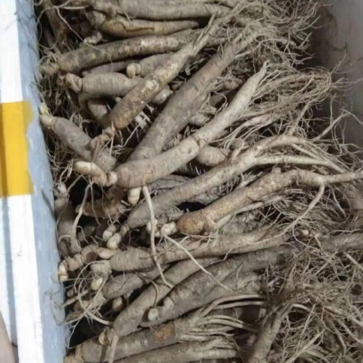 清远 种植人参，3元1根，50根起广东省内包邮