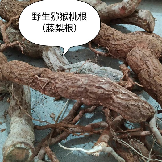 寻乌县 猕猴桃根
