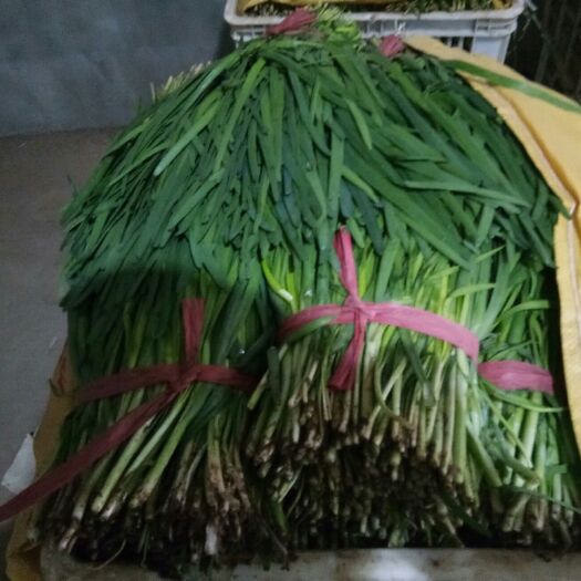 凌源市 出售精品韭菜