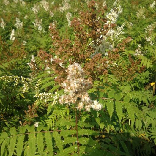 开原市现苗 珍珠梅 东北珍珠梅灌木 耐寒抗旱 花期长 适用范围广