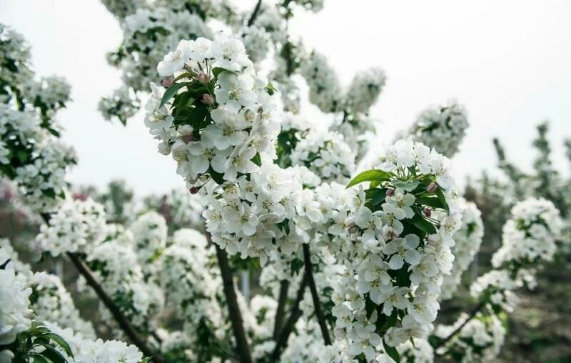 咸阳苹果树苗 苹果专用授粉树及苹果苗木