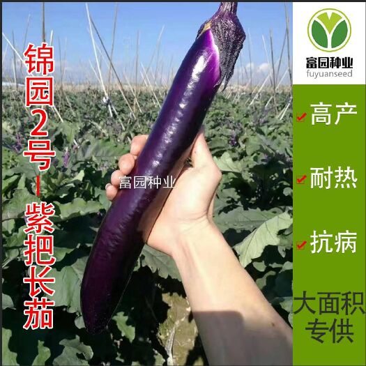 寿光市茄子种子 长茄紫萼抗病颜色亮好管理大面积种植