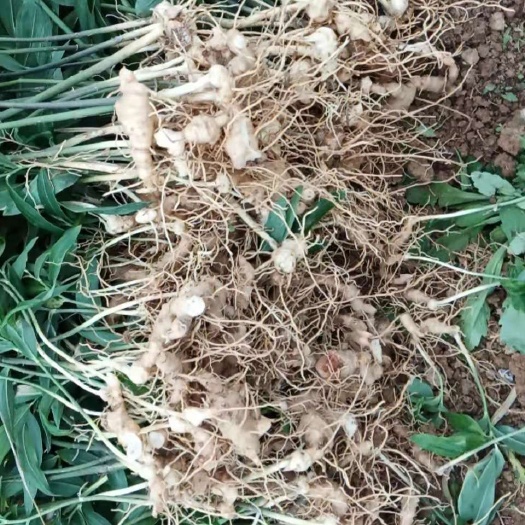 成都黄精种苗 黄精苗子