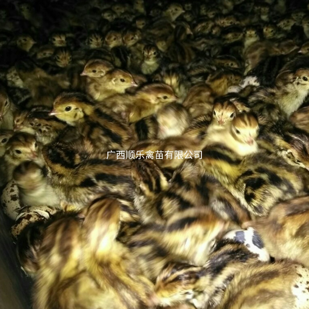  µȷֳȻ