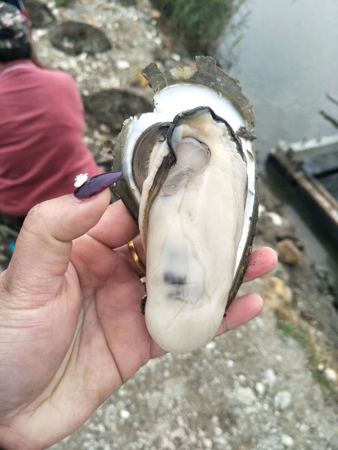 辰州生蚝 ，女人的美容院。