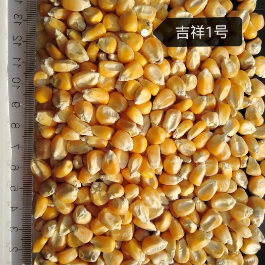 酒泉吉祥一号玉米种子 2019新货吉祥1号种子，质量保证，3.0元/斤，场地交货。