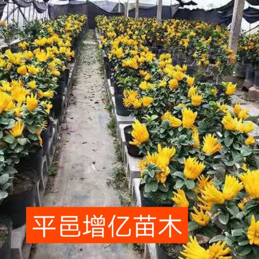 平邑县佛手苗 佛手树苗，金佛手包活