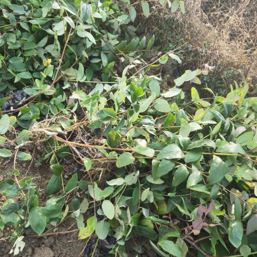 隆回县湘蕾金银花苗  金银花种苗