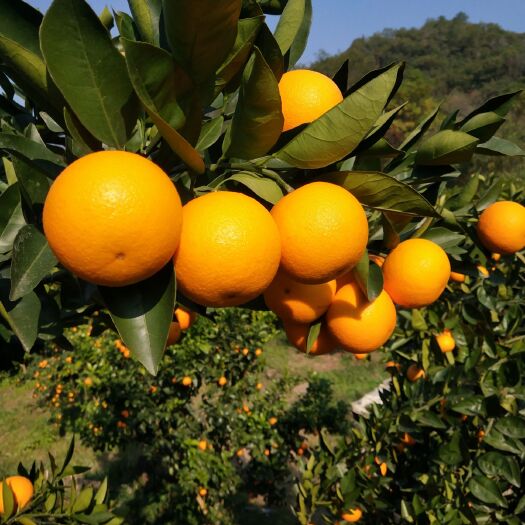 灵川县 大量蜜香橙