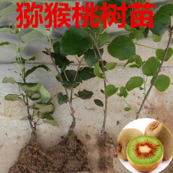 绿心猕猴桃苗 绿心猕猴桃嫁接苗 包品种产量高口感好基地直销现挖现发包成活