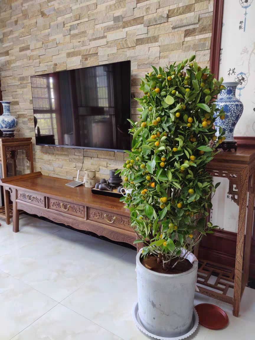 脆皮金桔苗 金桔树盆栽 室内客厅阳台观赏绿植花卉
