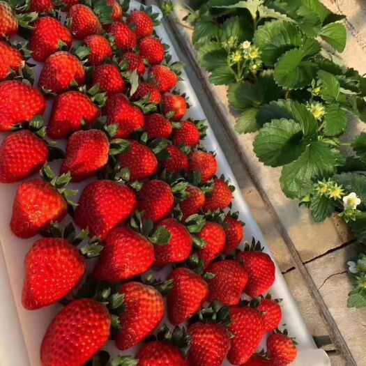 东港市 咱家九九草莓🍓 陆续上市了