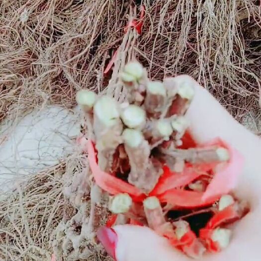 绥中县巨盛一号葡萄苗 巨盛一号