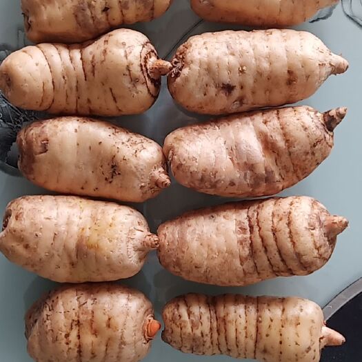 昭通 天麻乌天麻