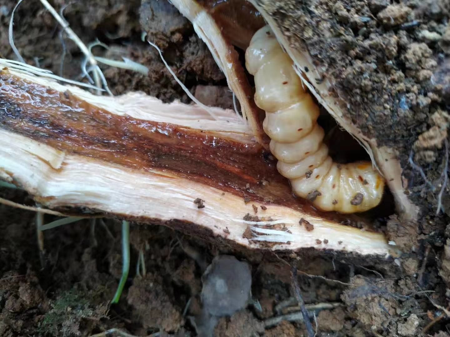 野生鬥米蟲