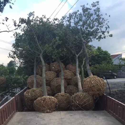 定远县沙朴  朴树，丛生大量现货