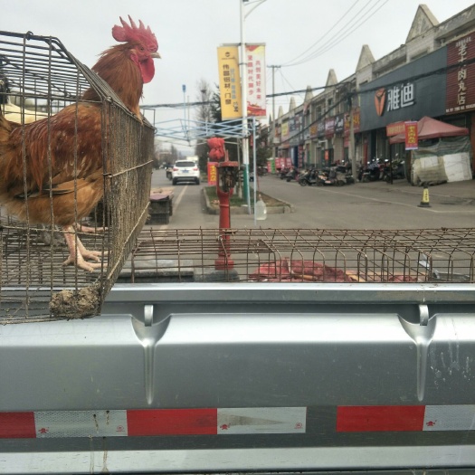高平市土鸡苗 统货