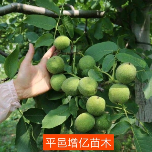 平邑县薄皮核桃苗 核桃树苗，新疆纸皮核桃包结果