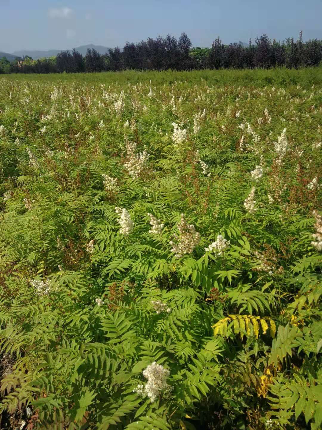 现苗 珍珠梅 东北珍珠梅灌木 耐寒抗旱 花期长 适用范围广