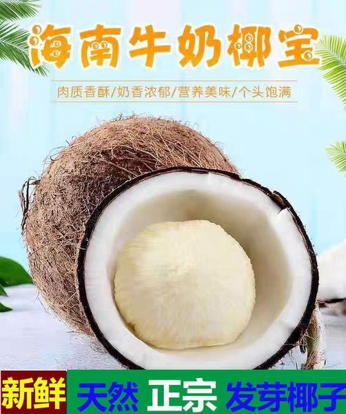 文昌市海南椰子心毛椰椰宝发芽老椰子非椰
