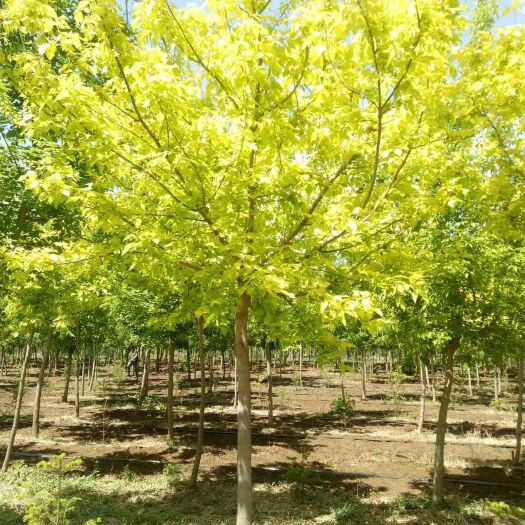 开原市产地批发 金叶复叶槭 金叶糖槭 东北彩叶苗木 规格全价格合理