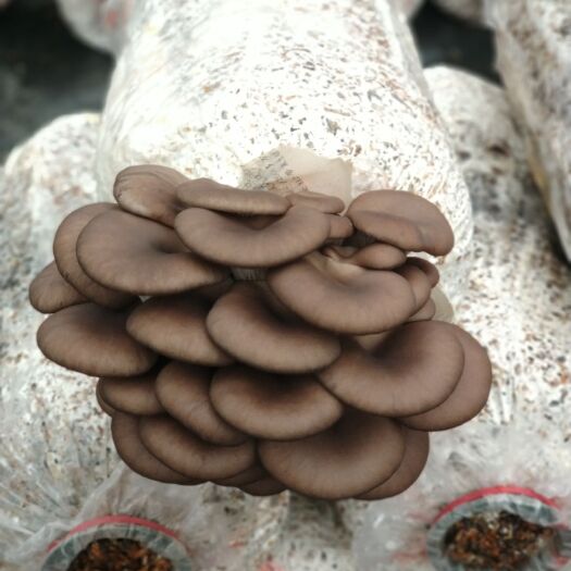 遵义 天然平菇，冻菌