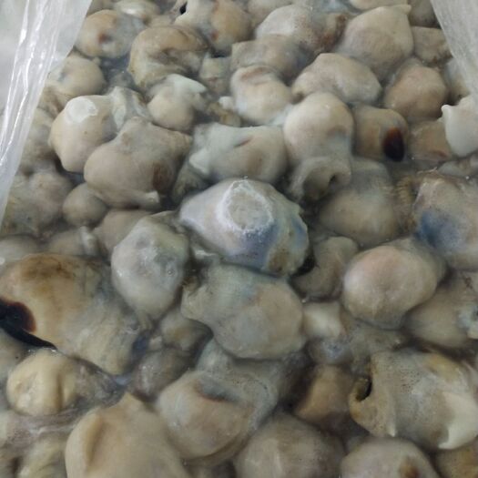 威海鱿鱼嘴   带牙嘴  印度洋鱿鱼嘴