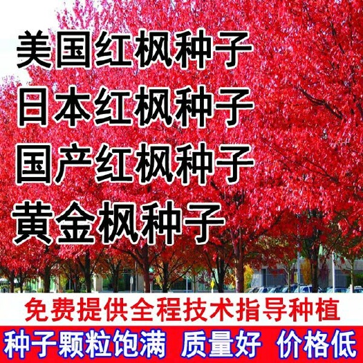 沭阳县枫树种子 红枫种子四季种开花易活室内外盆栽桌面庭院观叶绿植物花种籽