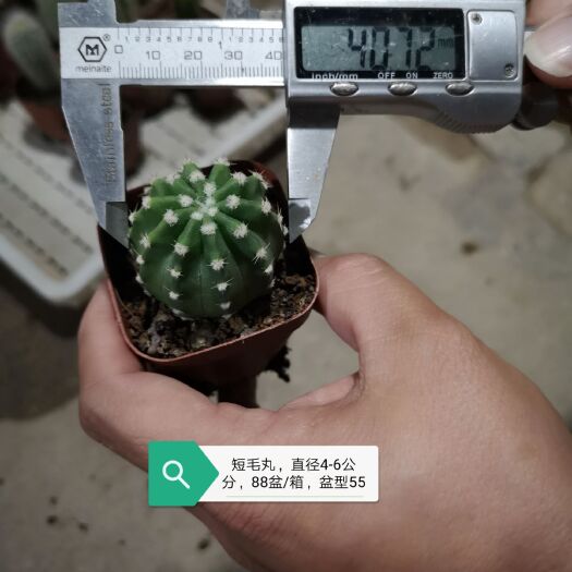 漳州仙人球  基地直销 整箱销售 每箱88盆 不含运费