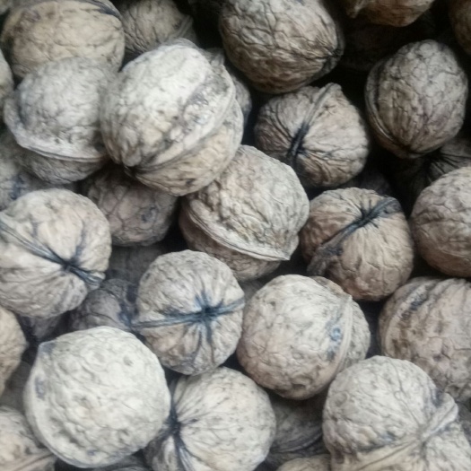  大树老品种核桃