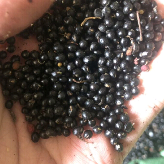 铜川无刺花椒种子，出苗率高，颗粒饱满