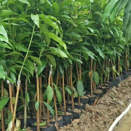 灵山县台农一号芒果苗 品质保证