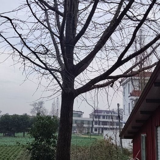 南通优一杏树苗