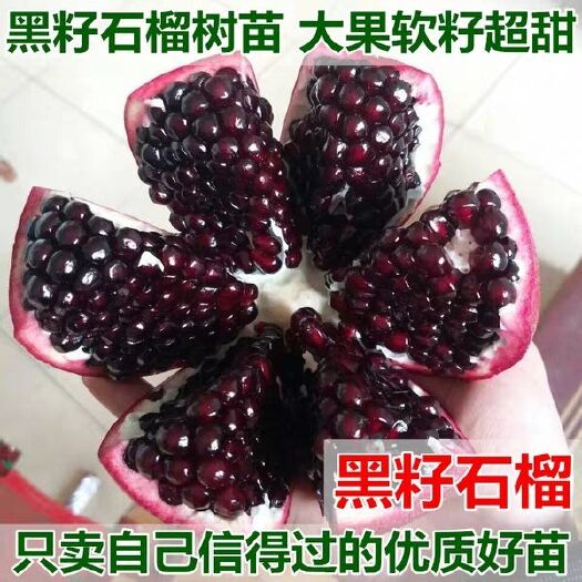 平邑县黑籽石榴树苗 黑籽甜宝石榴嫁接苗基地直销现挖现发包成活包品种产量高口感好