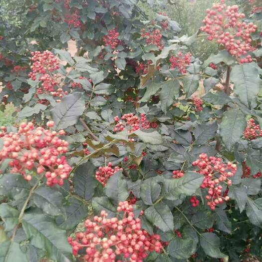 铜川无刺花椒苗  正宗
