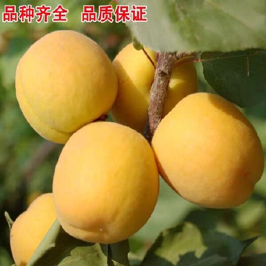 平邑县金太阳杏树苗 金太阳嫁接苗，大黄杏嫁接苗 荷兰香 沙金红 凯特 基地直销