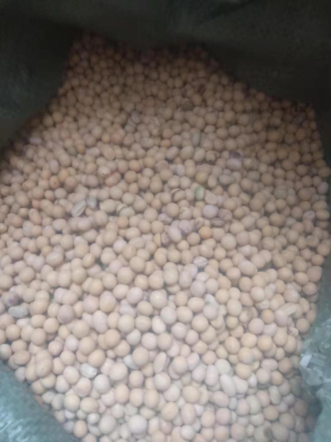  高蛋白大豆3万多斤