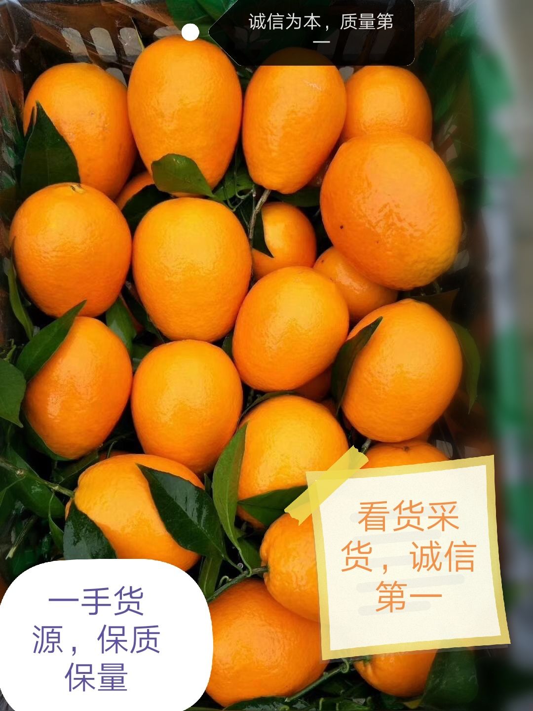 枝江市长虹脐橙  秭归纽荷尔脐橙，长虹，血橙，九月红