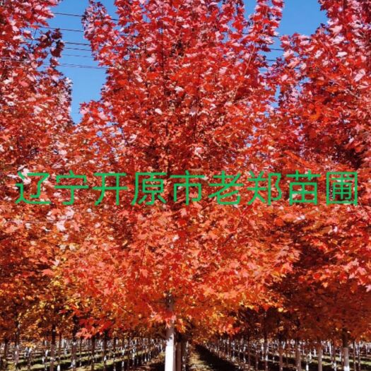 开原市美国红枫苗 美国红枫 丛生红枫秋火焰 东北地区培育耐寒性强 价格合理