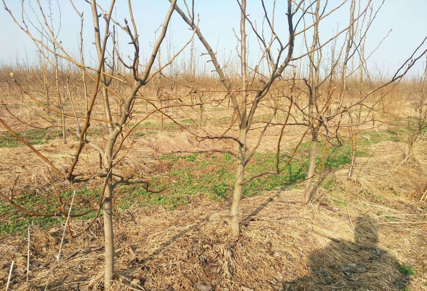 皇冠梨苗  大量供应精品砀山梨 皇冠梨树30000棵