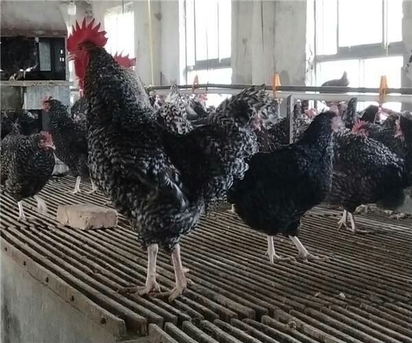 南宁 芦花鸡苗，包打疫苗，包存活到家