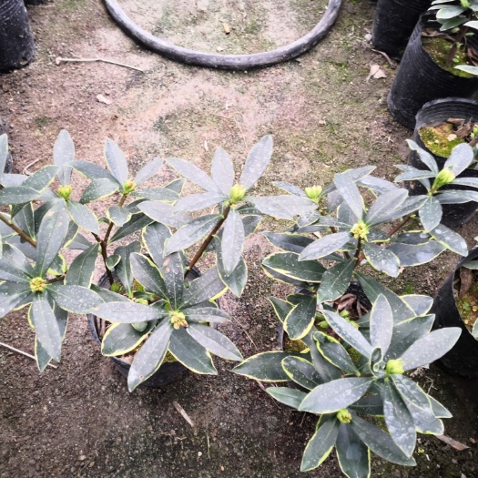 漳平市18杯金边瑞香，基地直销