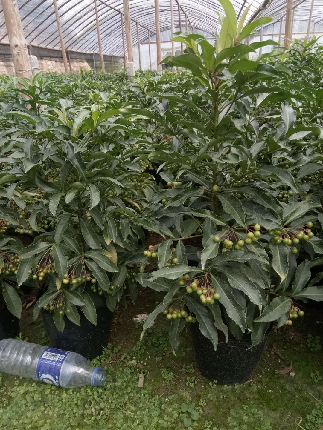 福建漳平富贵籽盆栽 绿植黄金万两 年宵花室内外基地长期供应