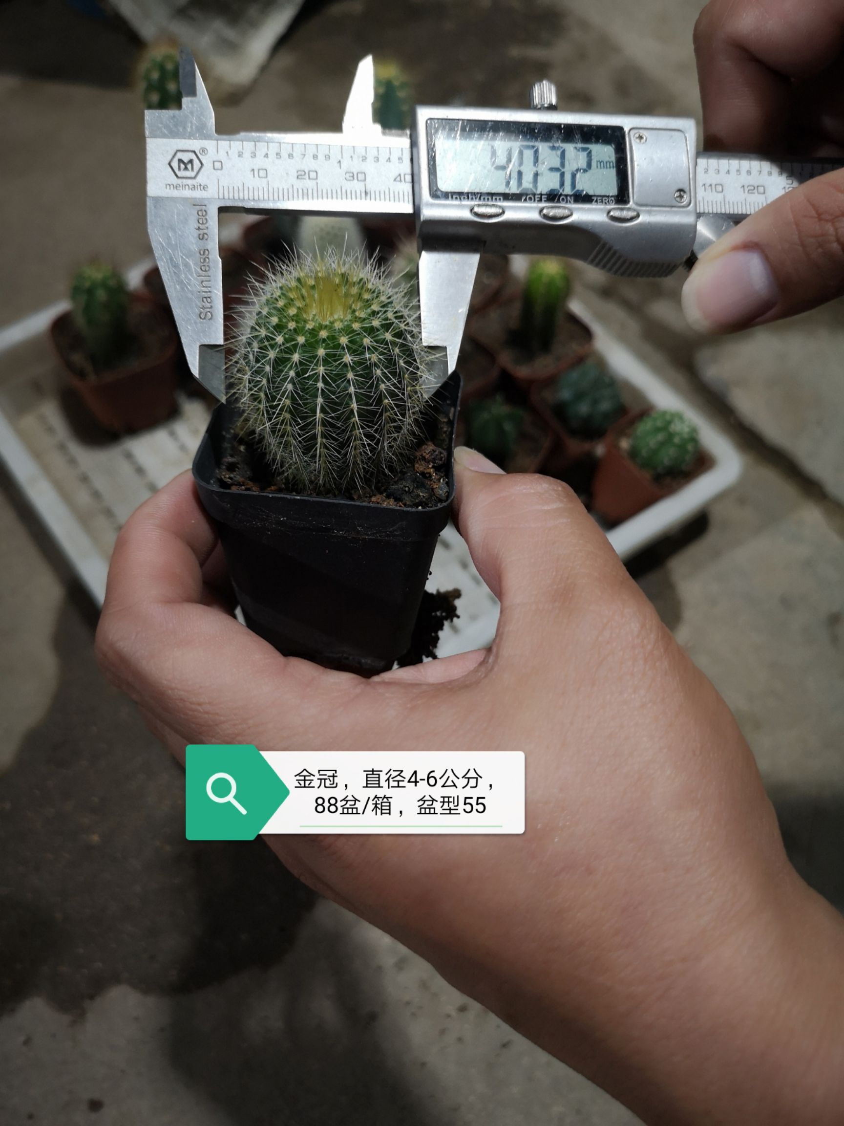 仙人球  基地直销 整箱销售 每箱88盆 不含运费