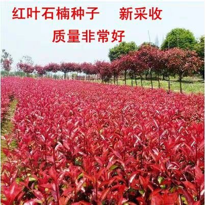  新采红叶石楠种子 鸀化彩叶种子 红罗宾石楠球 高杆石楠树种